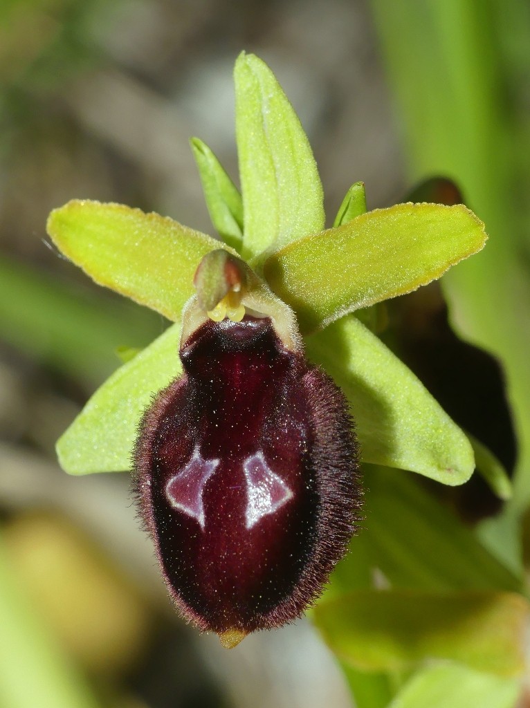 Ophrys promontorii e forme variabili  Lazio e Abruzzo aprile e maggio 2018